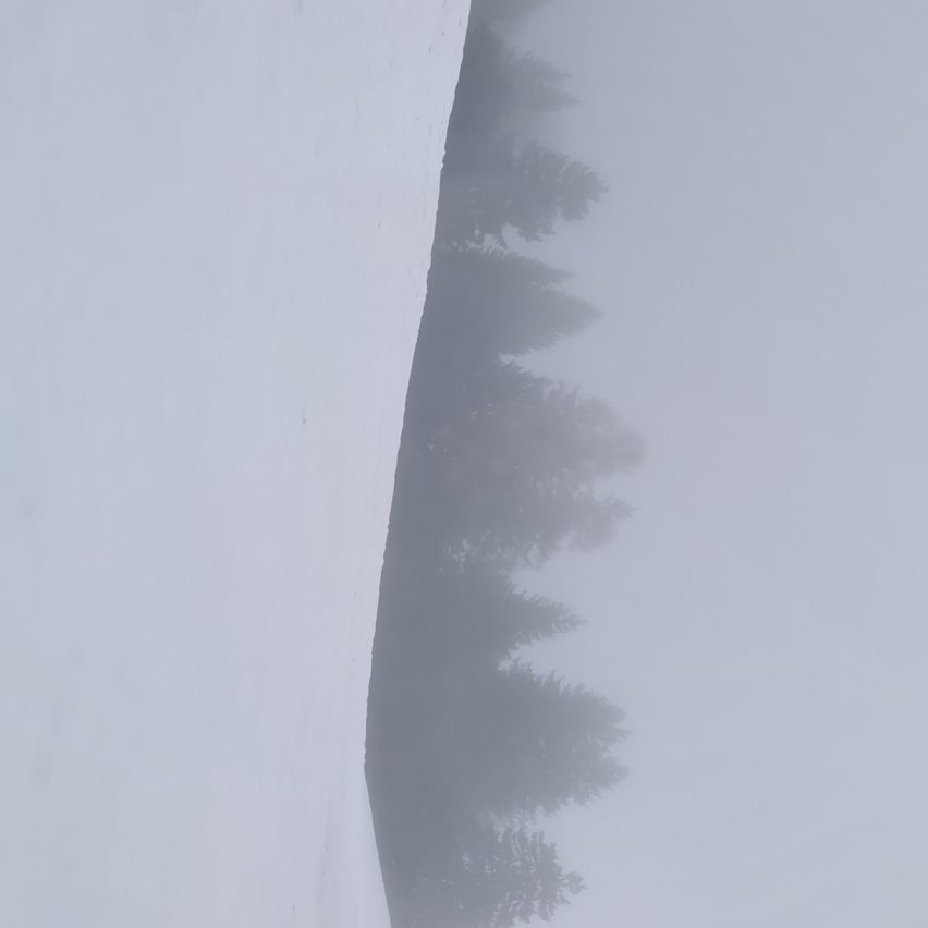 Eine verschneite Szene mit Schnee auf dem Boden und einer Reihe von Kiefern im Hintergrund.
