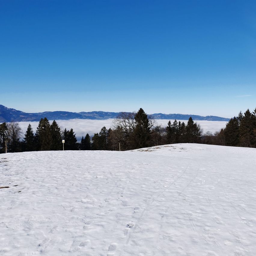 A snowy hill with pine trees and mountains in the distance under a blue sky.
