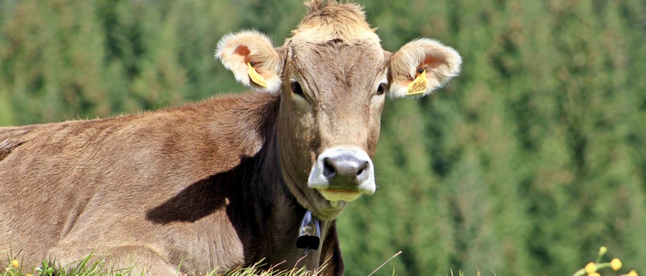 Eine braune Kuh mit gelben Etiketten in den Ohren liegt in einem Grasfeld mit Bäumen im Hintergrund.
