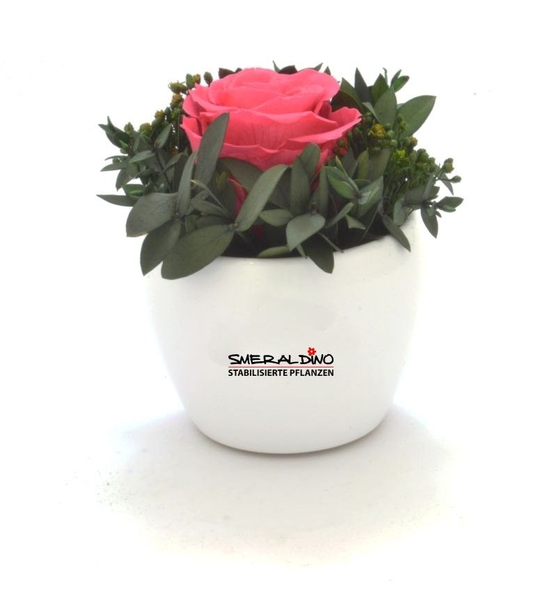 Bild enthält, Plant, Potted Plant, Flower, Rose, Pottery, Jar, Vase, Flower Arrangement, Planter, Flower Bouquet