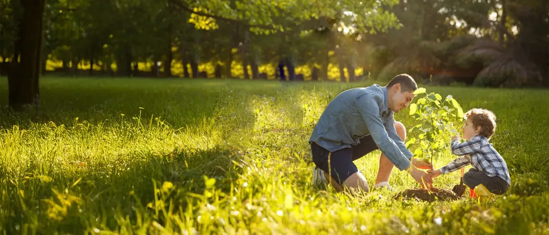 Ein Mann kniet in einem Grasfeld und pflanzt einen jungen Baum. Sonnenlicht fällt durch die Bäume im Hintergrund.