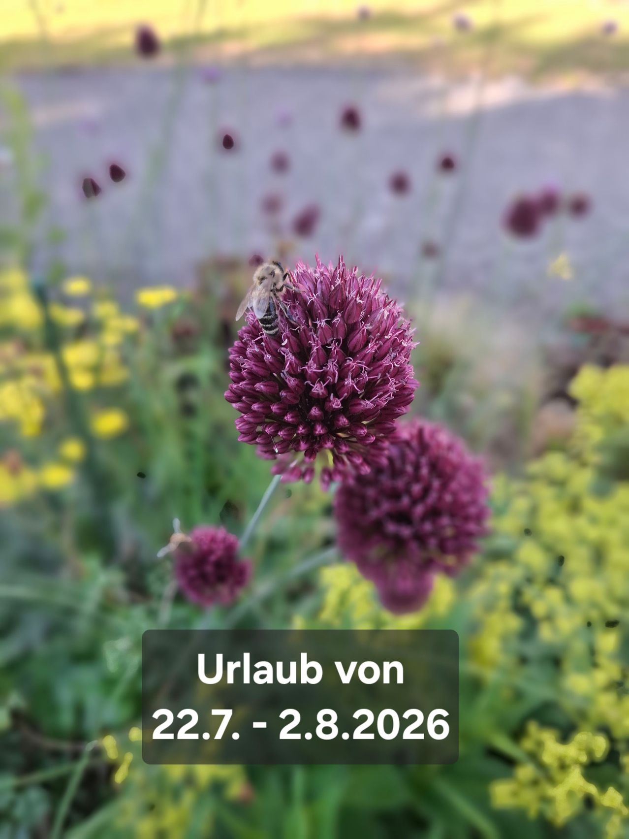 Ein Nahaufnahme einer lila Blume mit einer Biene darauf, umgeben von anderen Blumen. Das Bild hat einen Wasserzeichen mit dem Text 'Urlaub von 22.7-2.8.2026'.