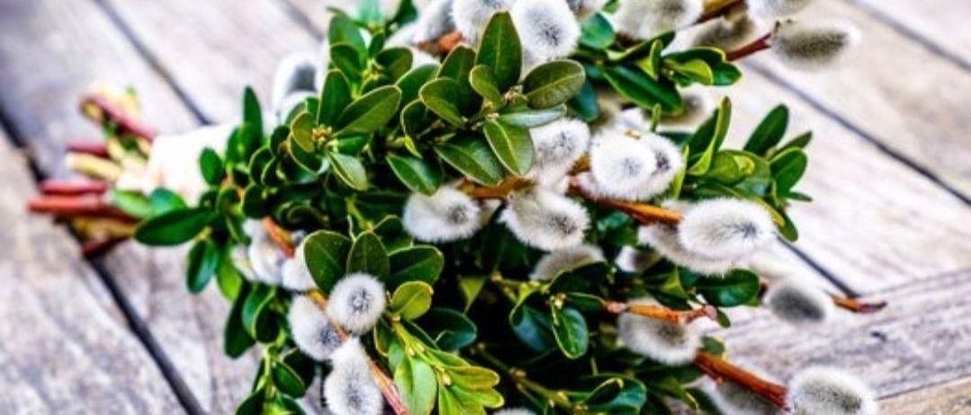 Ein Haufen weißer baumwollartiger Blüten mit grünen Blättern liegt auf einer Holzoberfläche.