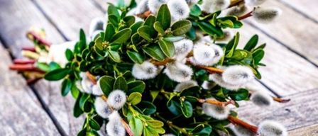 Ein Haufen weißer baumwollartiger Blüten mit grünen Blättern liegt auf einer Holzoberfläche.