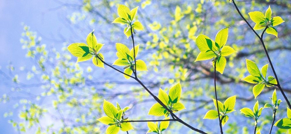 Bild enthält, Leaf, Plant, Nature, Outdoors, Spring, Green, Sunlight, Vegetation, Tree, Sky