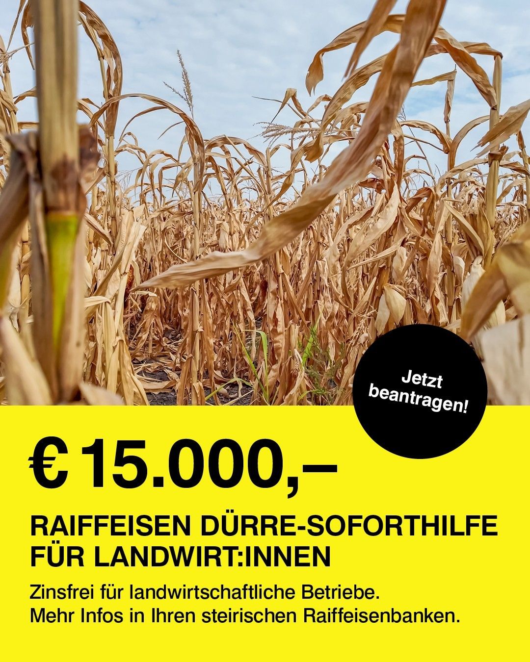 An image of a cornfield with dry, golden stalks and a yellow banner below offering a financial aid of €15,000 for farmers. The banner includes a call to action in German.