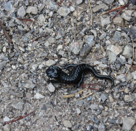 Ein schwarzer Salamander liegt auf einer felsigen Oberfläche, sein Körper ist gestreckt und der Mund leicht geöffnet.