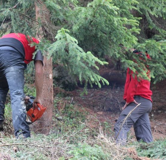 Zwei Männer in roten Jacken schneiden einen Baum in einem Wald. Einer benutzt eine Kettensäge, während der andere beobachtet.