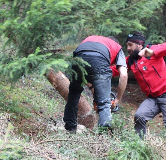 Zwei Männer in roten Jacken schneiden einen Baum in einem Wald. Einer hält eine Kettensäge, während der andere zeigt.