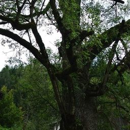 Ein großer Baum mit dichtem Laub steht in einem Wald, ein Haus ist im Hintergrund sichtbar.