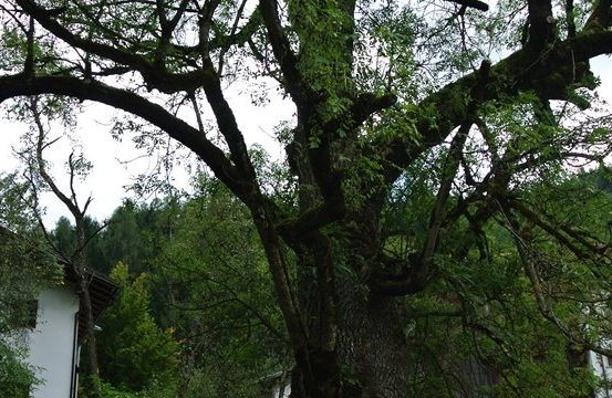 Ein großer Baum mit dichtem Laub steht in einem Wald, ein Haus ist im Hintergrund sichtbar.