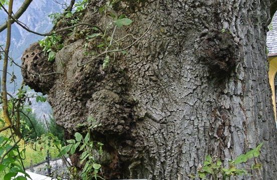 Ein großer, strukturierter Baumstamm mit Moos und Flechten darauf, vor einem Kirchengebäude.