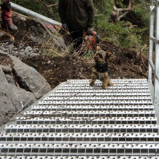 Ein kleiner Hund läuft vorsichtig auf einer Metallgitterfläche über einem felsigen Bereich. Eine Person im Hintergrund hält eine Kettensäge.