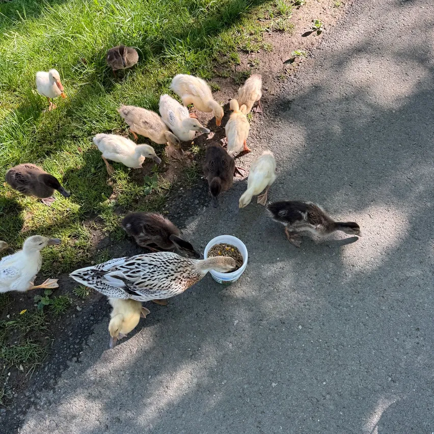 Eine Gruppe von Enten, einschließlich einer Mutterente, haben sich um einen Futternapf am Straßenrand versammelt. Einige sind auf Gras, andere auf Beton.
