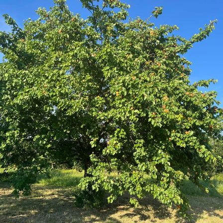 Bild enthält, Plant, Vegetation, Bush