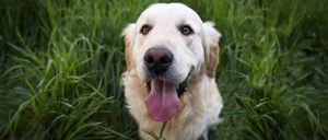 Bild enthält, Animal, Canine, Dog, Mammal, Pet, Puppy, Grass, Golden Retriever