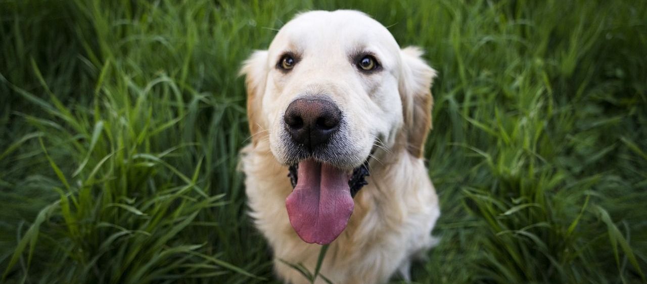Bild enthält, Animal, Canine, Dog, Mammal, Pet, Puppy, Grass, Golden Retriever