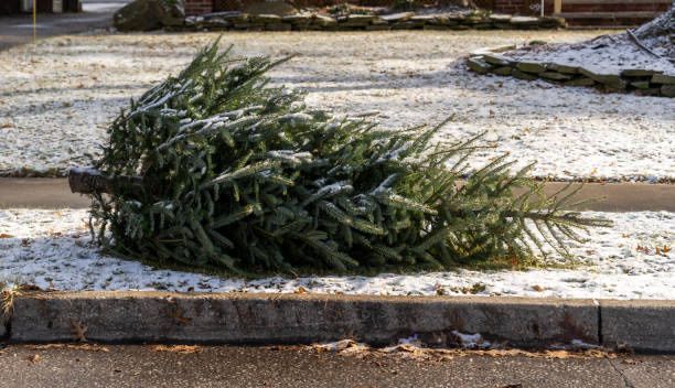 Ein gefallener Weihnachtsbaum liegt auf dem Bordstein, teilweise mit Schnee bedeckt. Der Boden und der Baum sind mit Schnee bedeckt, wobei einige Steine sichtbar sind.