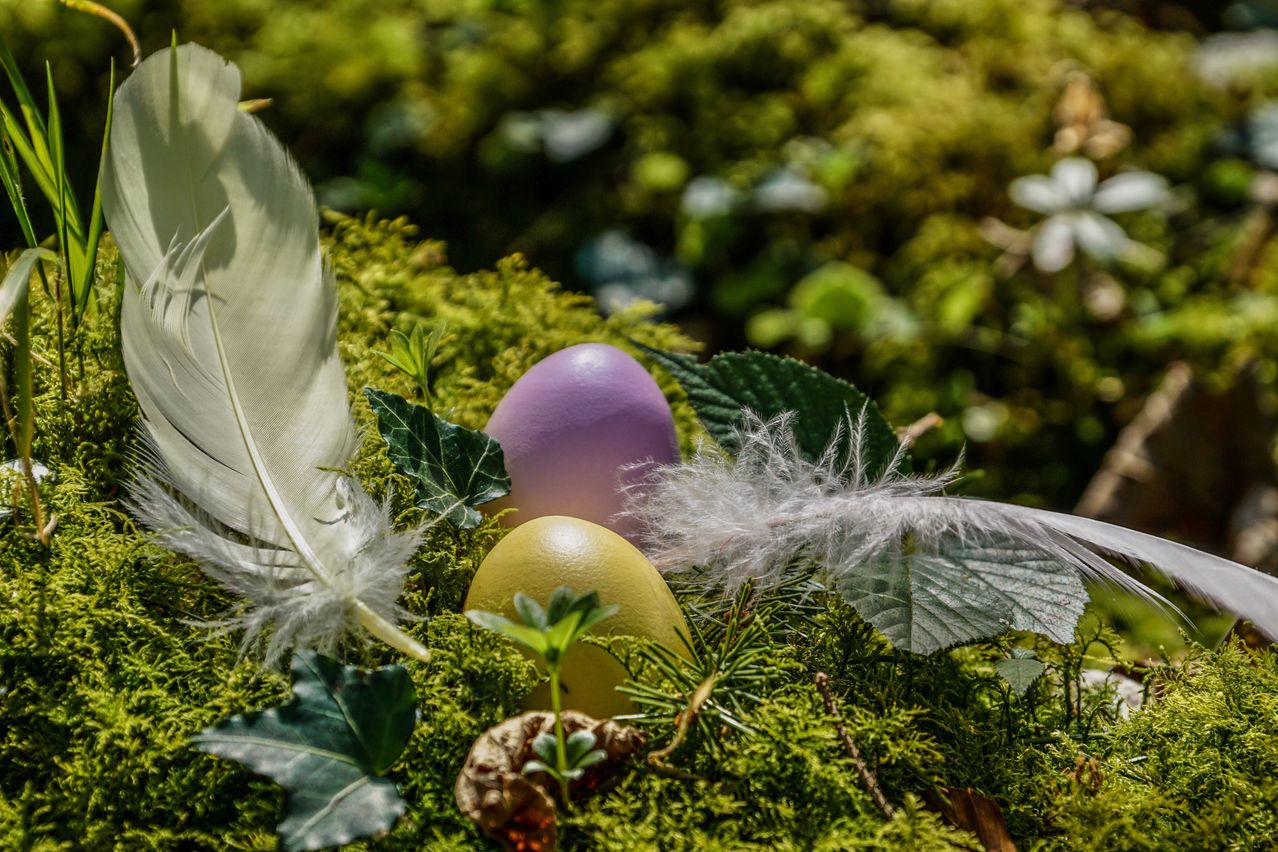Two eggs, one purple and one yellow, lie on moss with feathers nearby. The moss is green, and the background is blurry.