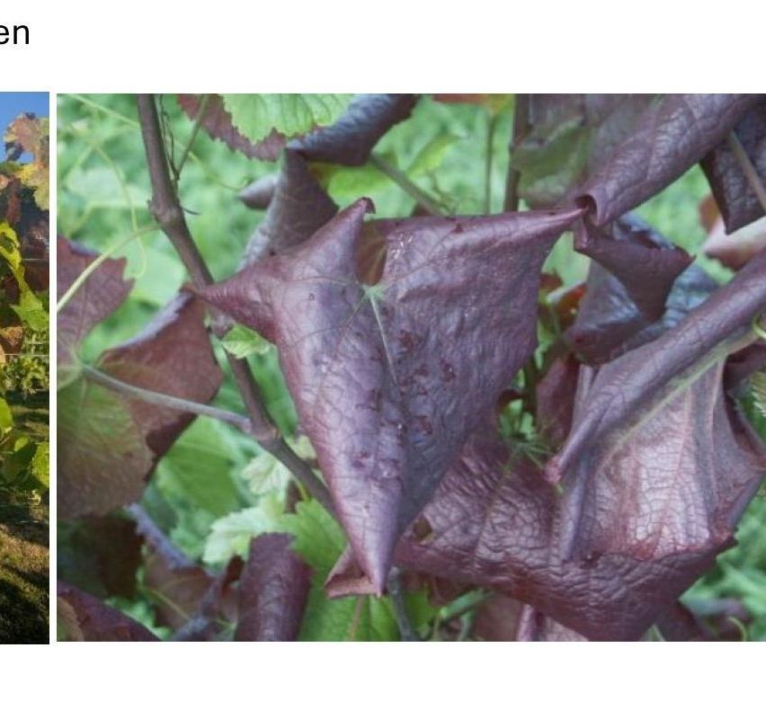 Nahaufnahme von dunkelvioletten Blättern einer Pflanze. Die Blätter haben eine glatte Textur und leichte wellige Kanten.