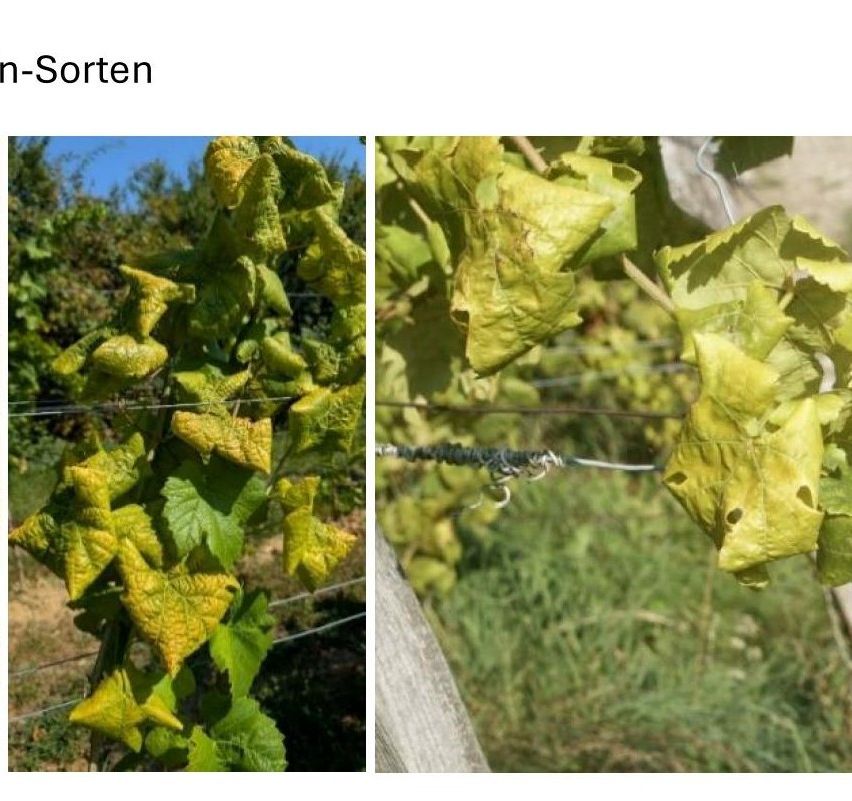 Zwei Bilder zeigen Traubenpflanzen mit gelben, beschädigten Blättern, wahrscheinlich aufgrund einer Krankheit. Das linke Bild zeigt eine Rebe mit stark vergilbten Blättern und einigen mit Löchern. Das rechte Bild zeigt eine Rebe mit gelben Blättern und einem beschädigten Blatt, das von einem Draht gehalten wird.