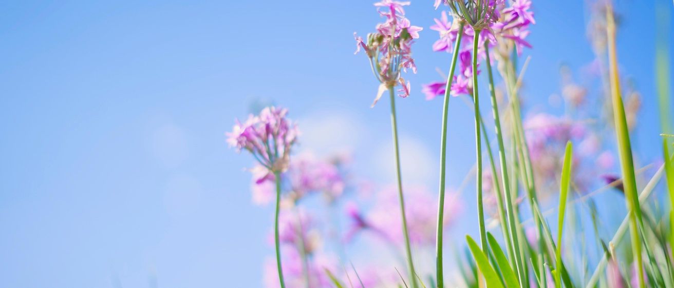 Ein Cluster von lila Blumen mit langen Stielen sticht vor einem blauen Himmel hervor, mit ein paar grünen Blättern im Vordergrund.