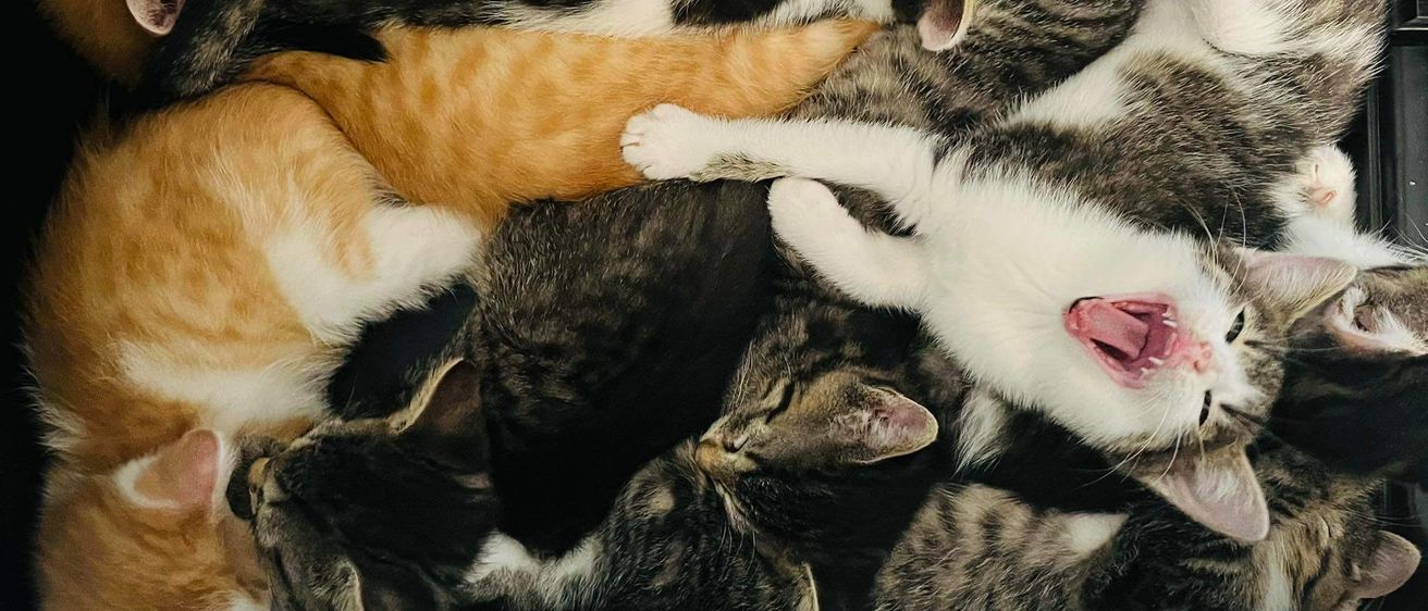Eine Gruppe von Kätzchen in verschiedenen Farben liegt auf einander, wahrscheinlich in einer Box. Ein Kätzchen, weiß, gähnt.