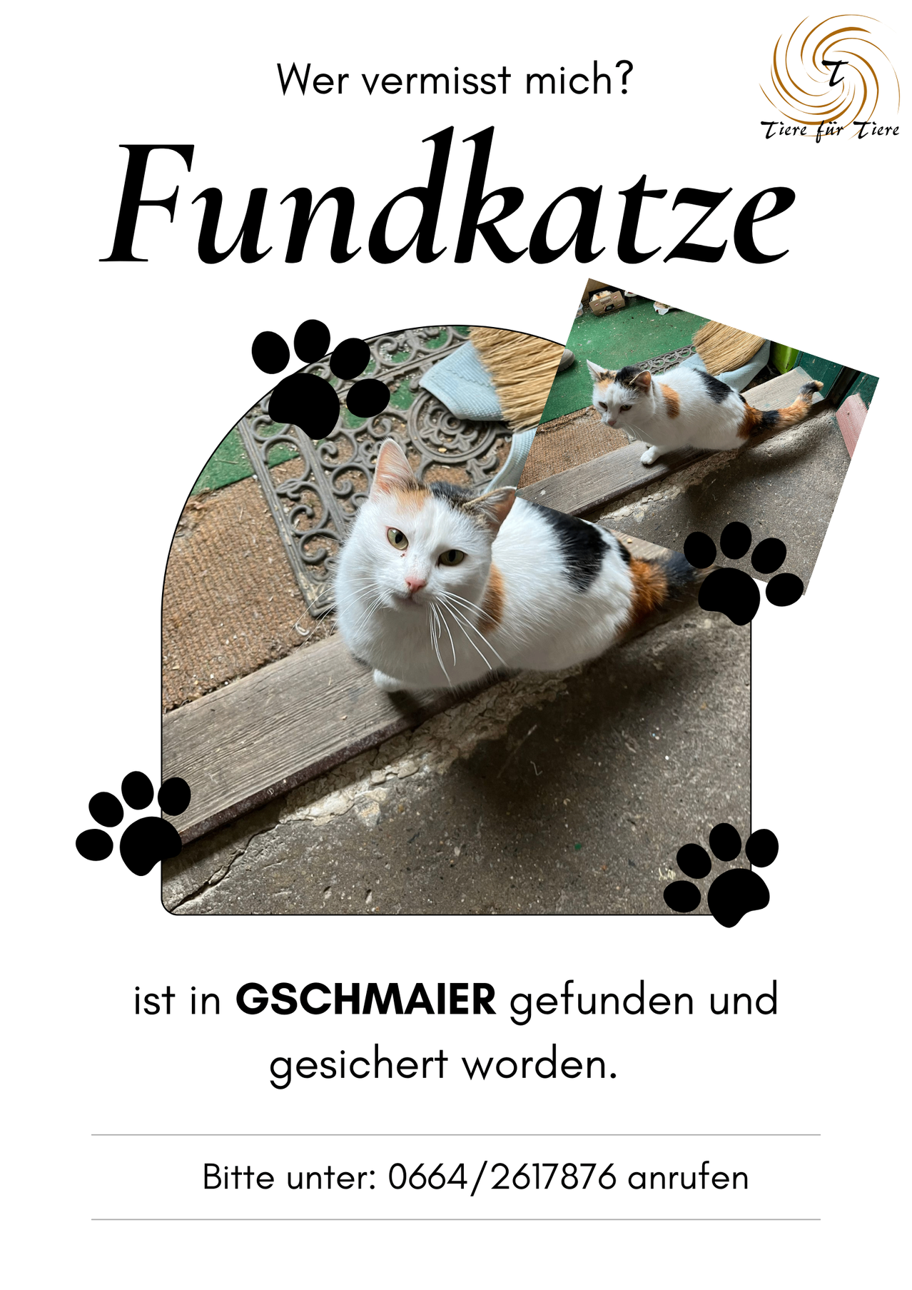 An image of a calico cat is displayed with the text 'Found Cat' in bold at the top. The cat is sitting on a concrete step, with a paw print design on the sides. The text below reads 'Found in GSCHMAIER and secured'.