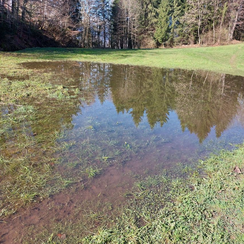 A grassy field with a small pond reflecting green trees. The water is clear, and the grass is lush.