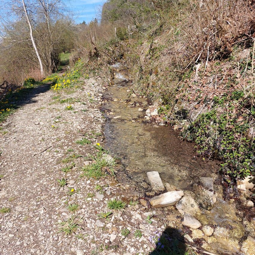 A dirt path beside a small stream with yellow flowers and trees in spring. Rocks and green plants line the water's edge.