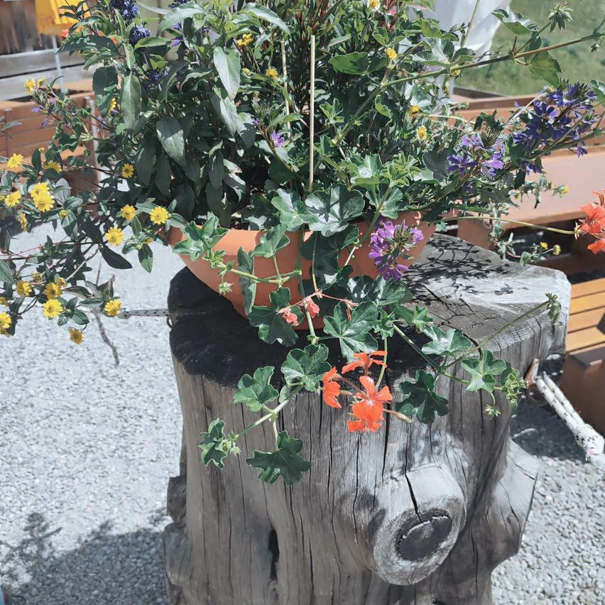 Ein Topf mit bunten Blumen und grünen Blättern steht auf einem Baumstumpf, umgeben von Kies und einer Holzstruktur.