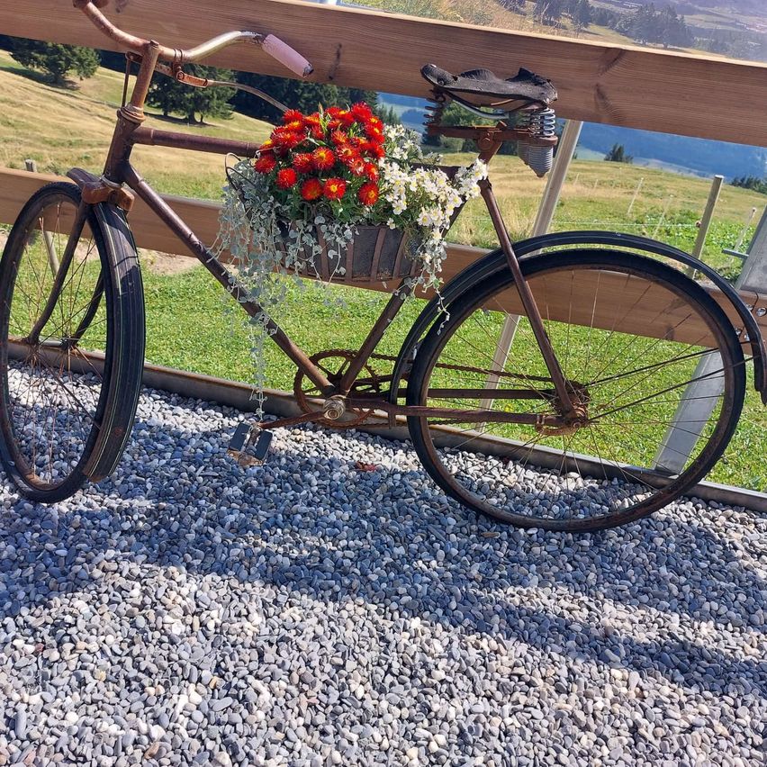 Ein altes Fahrrad mit einem Korb voller roter und weißer Blumen steht auf Kies neben einem Holzzaun.