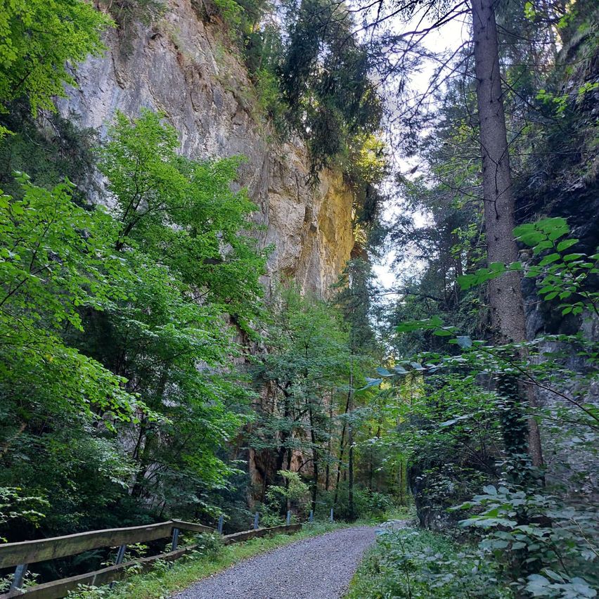 Ein Schotterweg schlängelt sich durch einen üppigen Wald mit hohen Bäumen und einer steilen Felswand auf der linken Seite.