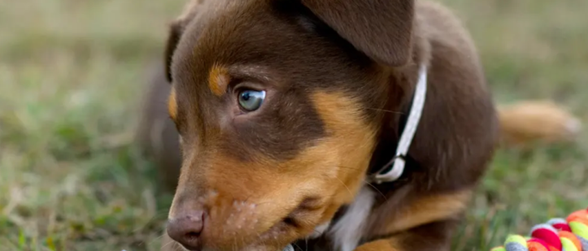 Bild enthält, Animal, Canine, Dog, Mammal, Pet, Puppy, Hound, Grass, Plant