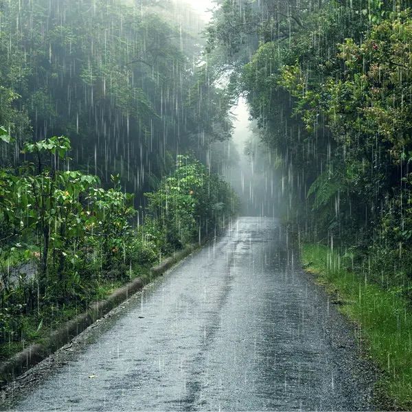 Bild enthält, Land, Nature, Outdoors, Plant, Rainforest, Tree, Vegetation, Jungle, Rain