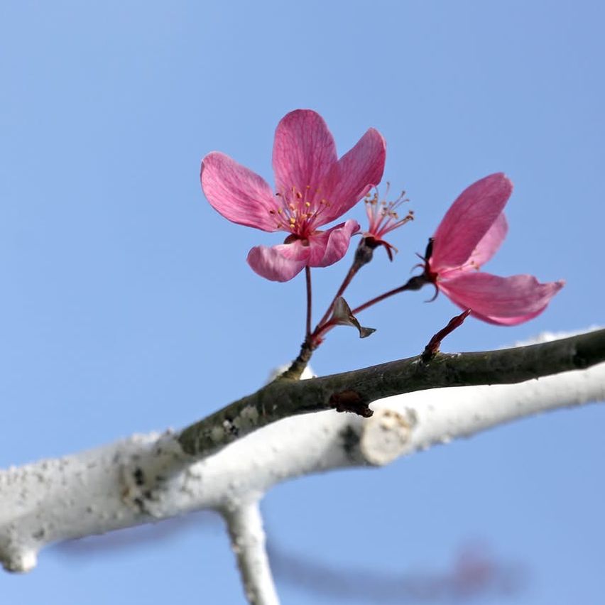 Ein Nahaufnahme einer Zweig mit zwei rosa Blüten vor einem blauen Himmel.