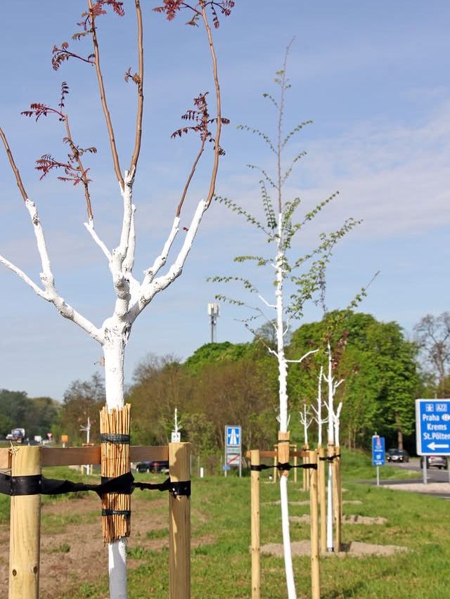 Mehrere junge Bäume mit weißen Stämmen sind in einer Reihe gepflanzt, gesichert mit Holzpfählen und schwarzen Bändern. Die Bäume haben braune Äste und einige Blätter. Im Hintergrund befinden sich grüne Büsche, eine Straße mit einem Fußgängerzeichen und ein blaues Schild mit dem Wort 'Praha'.