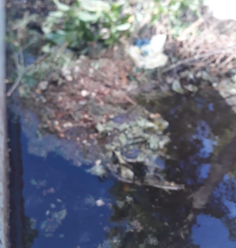 Ein trüber Wasserkörper mit Ablagerungen und Blättern auf der Oberfläche.