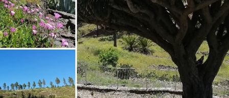 Eine Collage aus vier Bildern, die verschiedene Pflanzen zeigt. Oben links: Lila Blumen auf einem felsigen Hang. Oben rechts: Ein großer, ungewöhnlicher Baum mit dicken Ästen. Unten links: Eine Reihe von Bäumen auf einem Hügel. Unten rechts: Eine sukkulente Pflanze mit einer leuchtend orangefarbenen Blume.