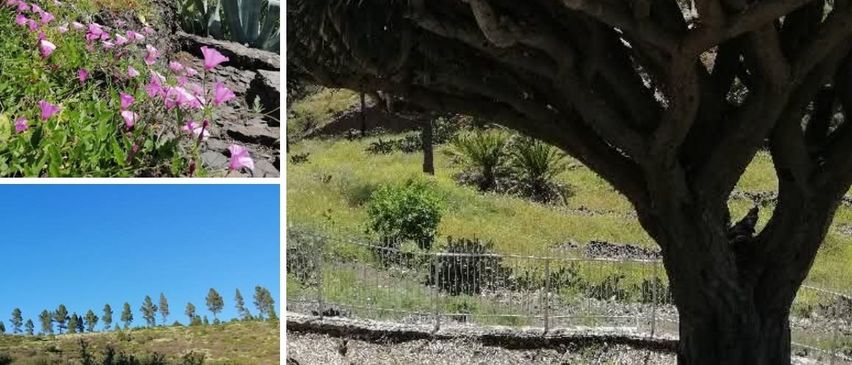 Eine Collage aus vier Bildern, die verschiedene Pflanzen zeigt. Oben links: Lila Blumen auf einem felsigen Hang. Oben rechts: Ein großer, ungewöhnlicher Baum mit dicken Ästen. Unten links: Eine Reihe von Bäumen auf einem Hügel. Unten rechts: Eine sukkulente Pflanze mit einer leuchtend orangefarbenen Blume.