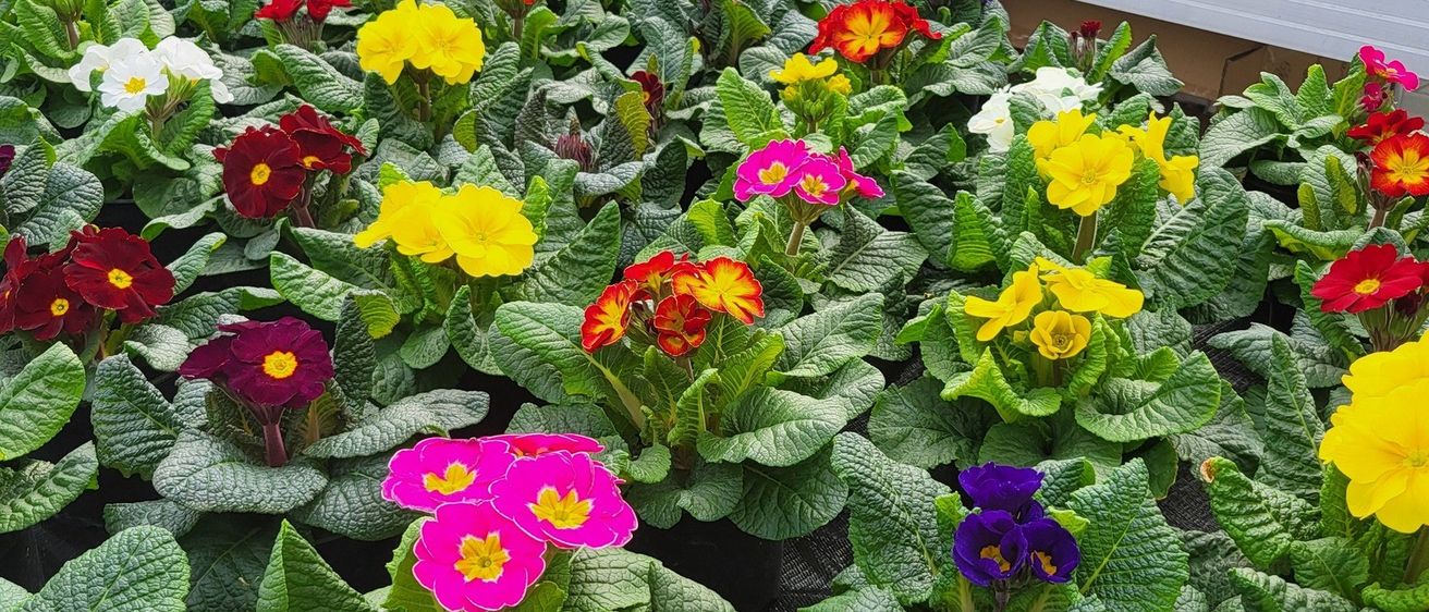 Bild enthält, Potted Plant, Garden, Nature, Outdoors, Flower, Geranium, Petal, Leaf, Gardening, Anemone