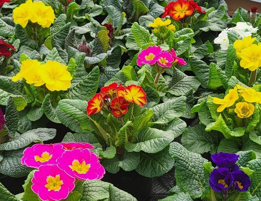 Bild enthält, Potted Plant, Garden, Nature, Outdoors, Flower, Geranium, Petal, Leaf, Gardening, Anemone