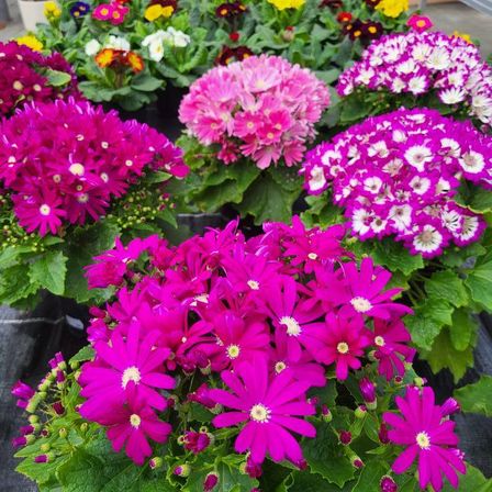 Bild enthält, Potted Plant, Flower, Geranium, Purple, Petal, Flower Arrangement, Flower Bouquet, Daisy, Dahlia, Anemone