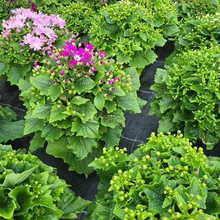 Bild enthält, Herbal, Plant, Vegetation, Garden, Nature, Potted Plant, Leaf, Geranium, Kale, Purple