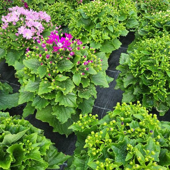 Bild enthält, Herbal, Plant, Vegetation, Garden, Nature, Potted Plant, Leaf, Geranium, Kale, Purple