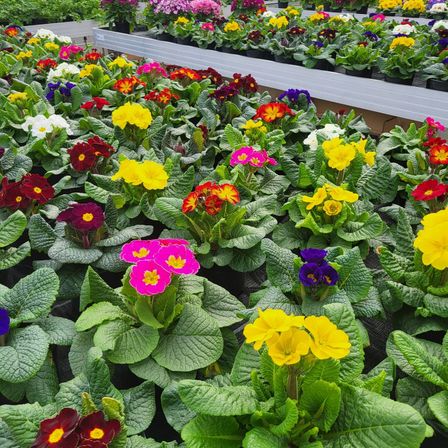 Bild enthält, Potted Plant, Garden, Nature, Outdoors, Flower, Geranium, Petal, Leaf, Gardening, Anemone
