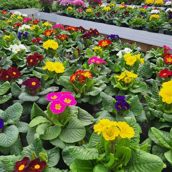 Bild enthält, Potted Plant, Garden, Nature, Outdoors, Flower, Geranium, Petal, Leaf, Gardening, Anemone
