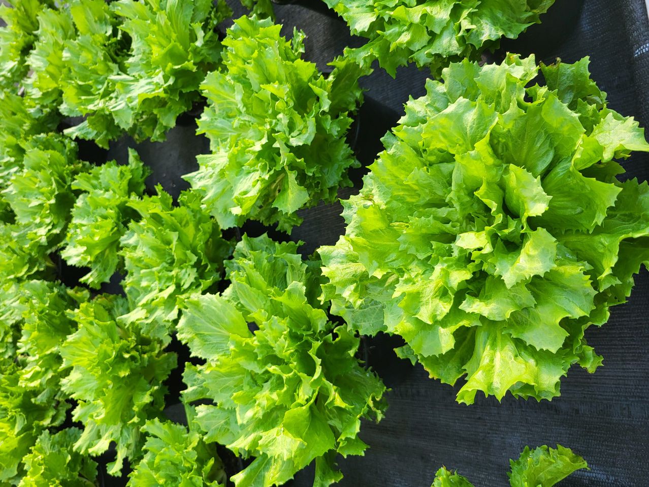 Eine Nahaufnahme mehrerer leuchtend grüner Salatblätter, die in einer vertikalen Landwirtschaftsanlage wachsen, möglicherweise in einem Hydroponiksystem.