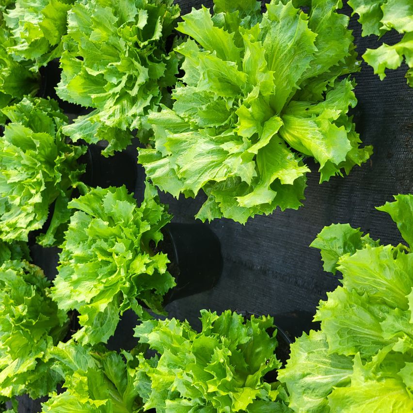 Ein Nahaufnahme einer Hydroponikanlage, die verschiedene grüne Blattpflanzen, einschließlich Salat, in Reihen auf einer schwarzen Oberfläche anbaut.