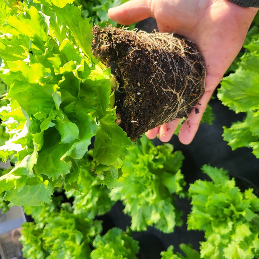 Eine Person hält eine Erdklumpen mit Wurzeln und einem Salat. Die Blätter sind leuchtend grün.